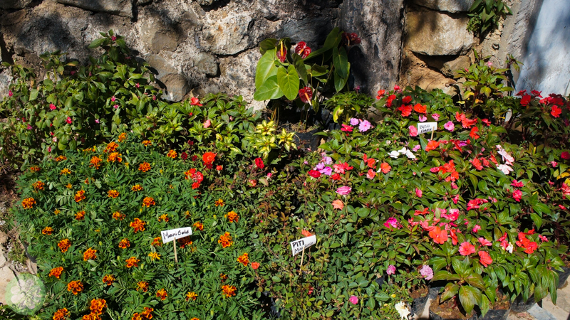 Baguio 2014_10