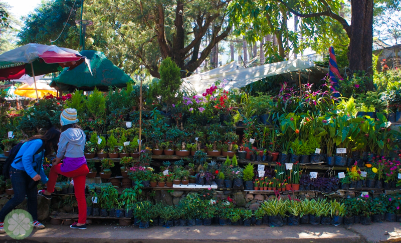Baguio 2014_29