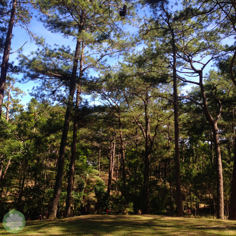 Up In Baguio For The Holidays
