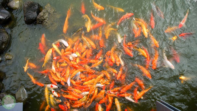 SedaNuvali_FishFeeding_1