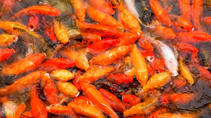 SedaNuvali_FishFeeding_3