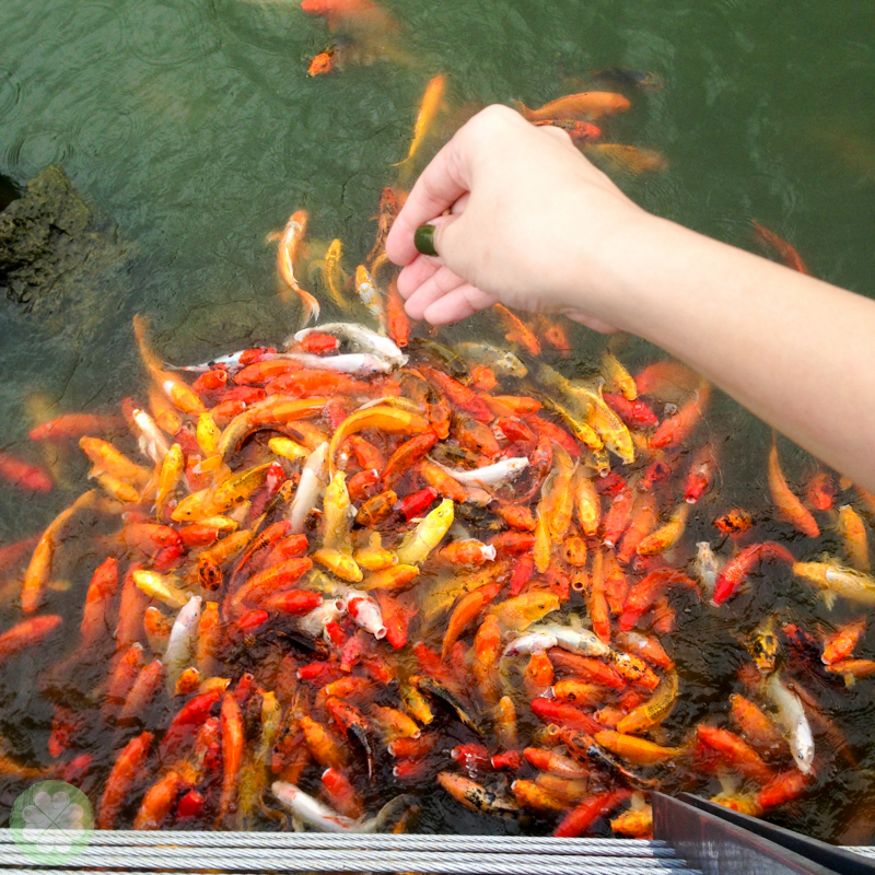 SedaNuvali_FishFeeding_4
