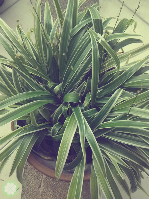 Xiaomi_Redmi_1S_PhotoFilter