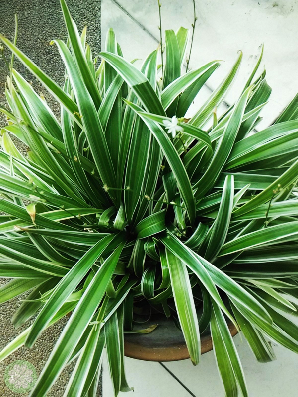 Xiaomi_Redmi_1S_PhotoFilter1