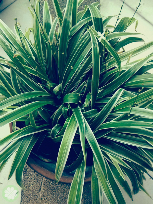 Xiaomi_Redmi_1S_PhotoFilter11