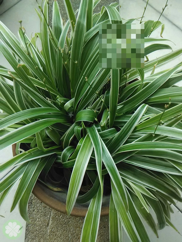 Xiaomi_Redmi_1S_PhotoFilter12
