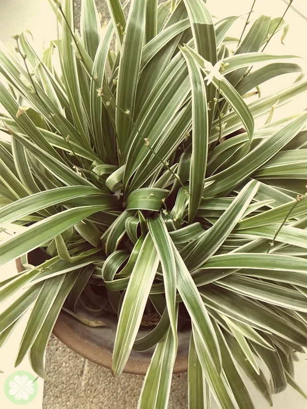 Xiaomi_Redmi_1S_PhotoFilter13