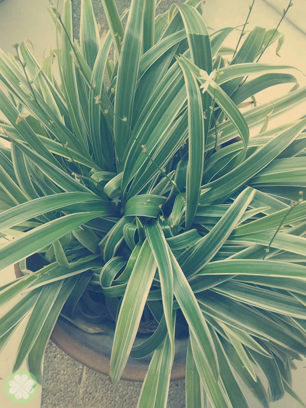 Xiaomi_Redmi_1S_PhotoFilter14