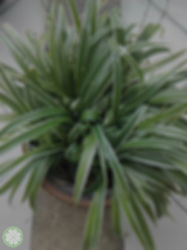 Xiaomi_Redmi_1S_PhotoFilter17