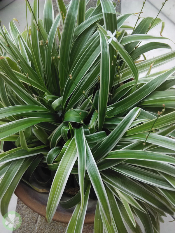 Xiaomi_Redmi_1S_PhotoFilter2