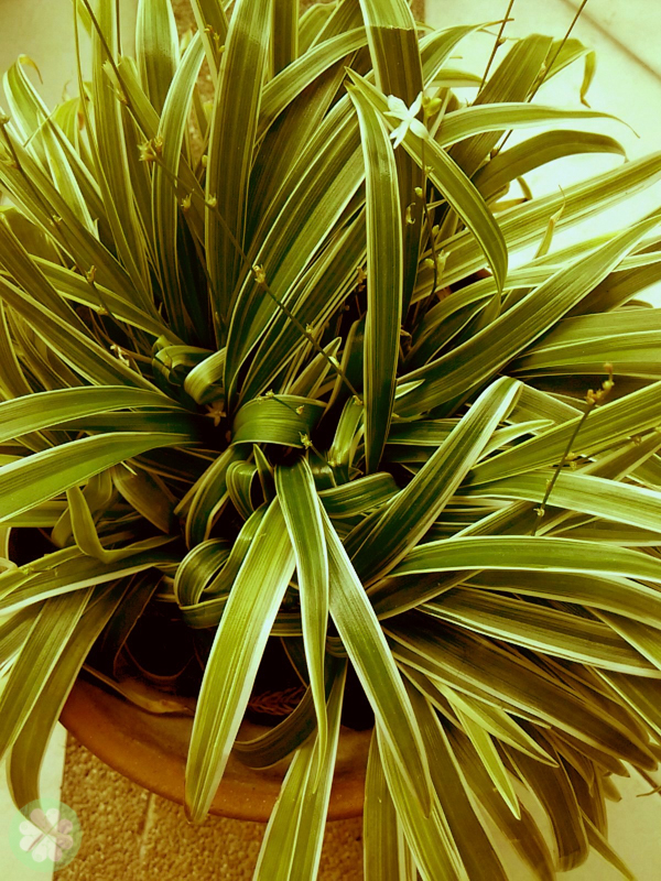 Xiaomi_Redmi_1S_PhotoFilter5