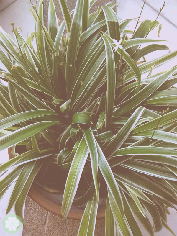 Xiaomi_Redmi_1S_PhotoFilter9