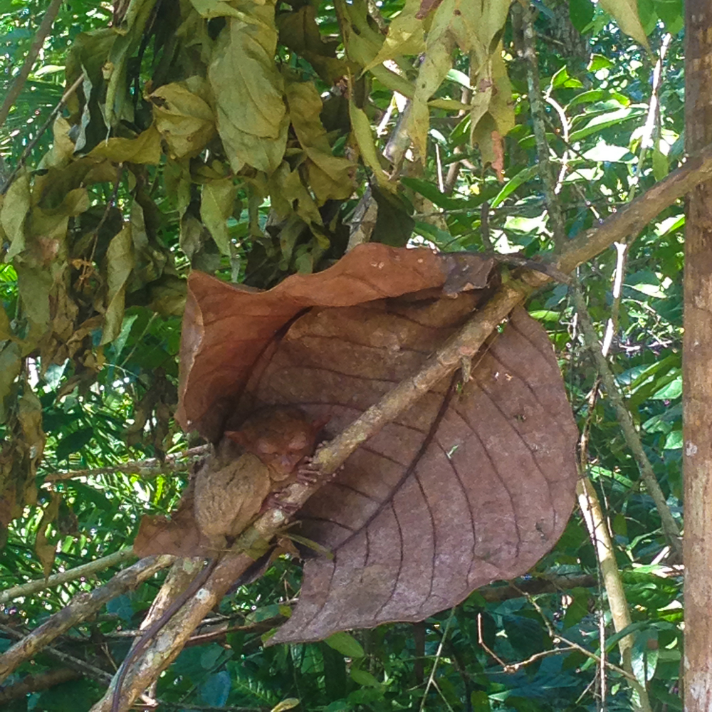 Tarsier