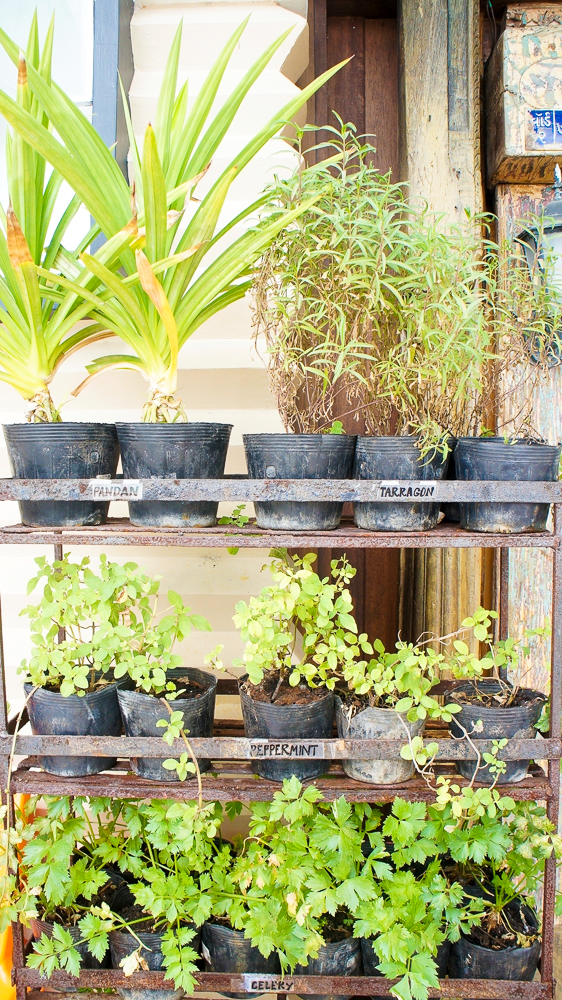 TheBuzzCafe_BoholBeeFarm_8