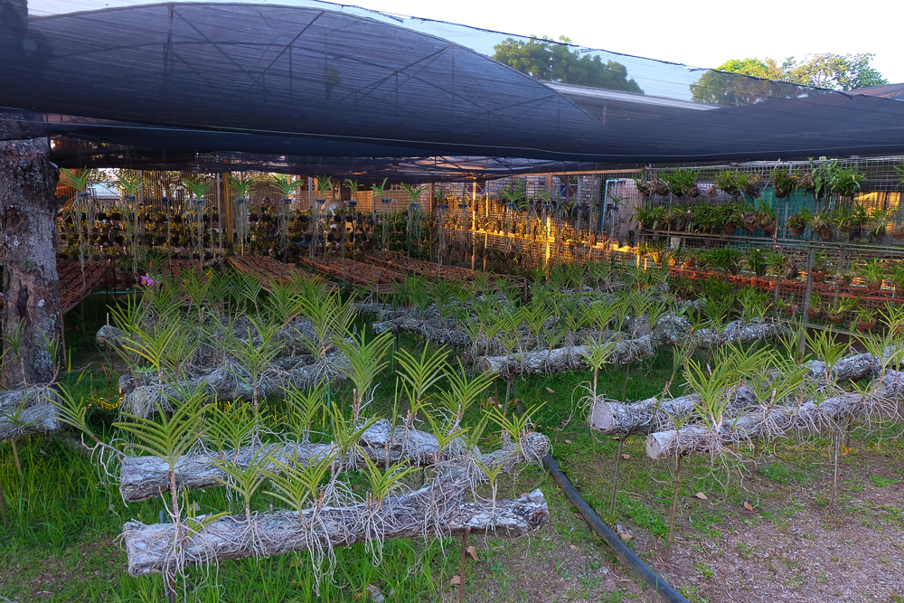 Yoki'sFarm
