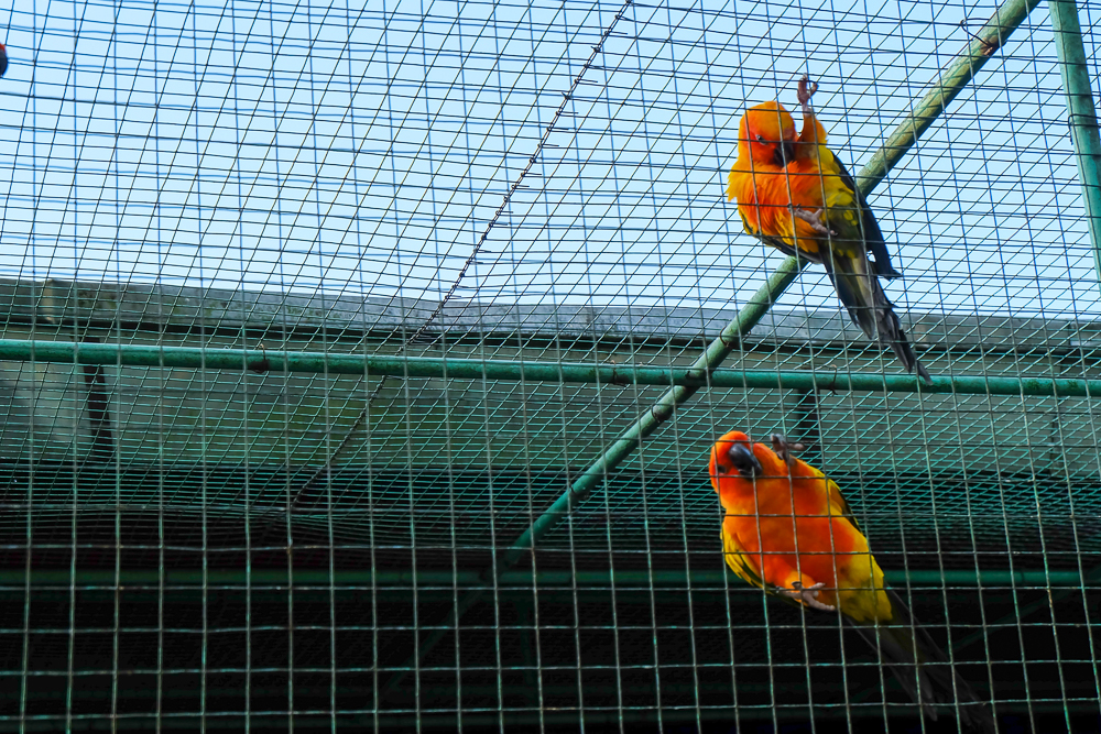 Yoki'sFarm_15