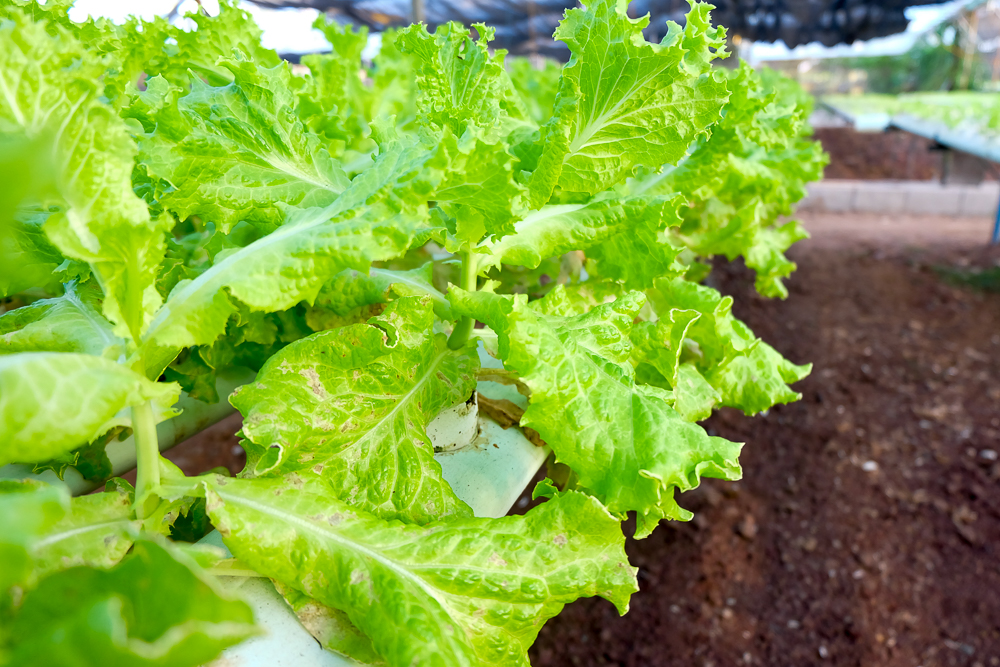 Yoki'sFarm_20