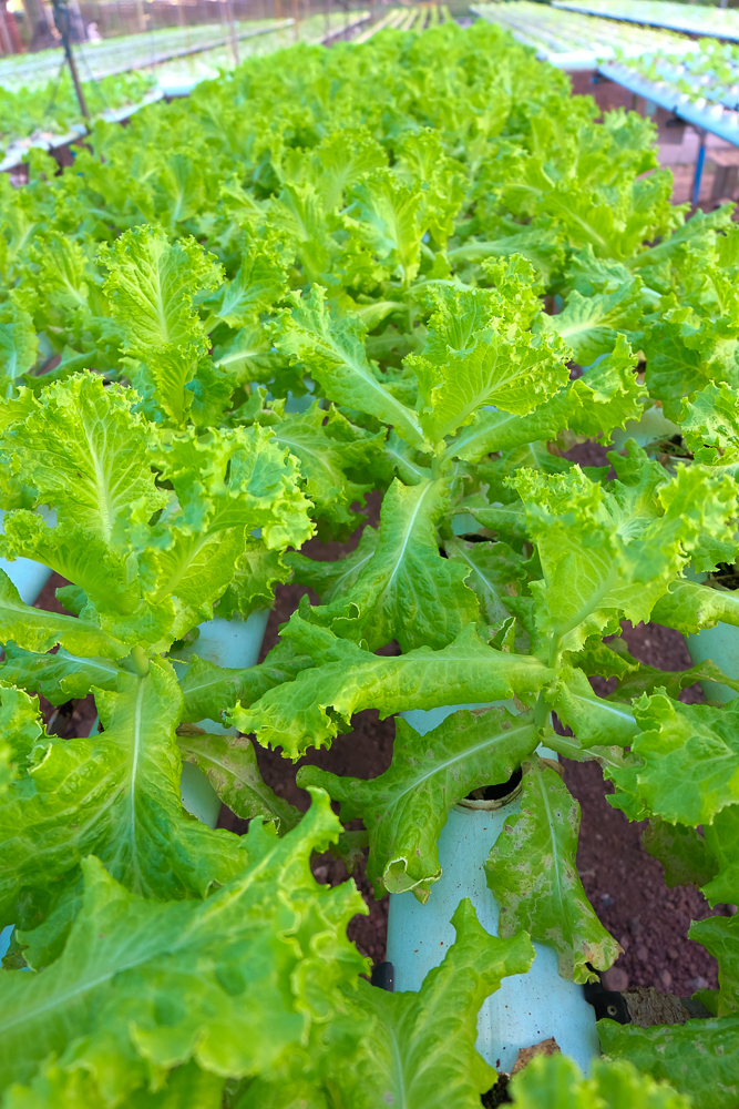 Yoki'sFarm_21