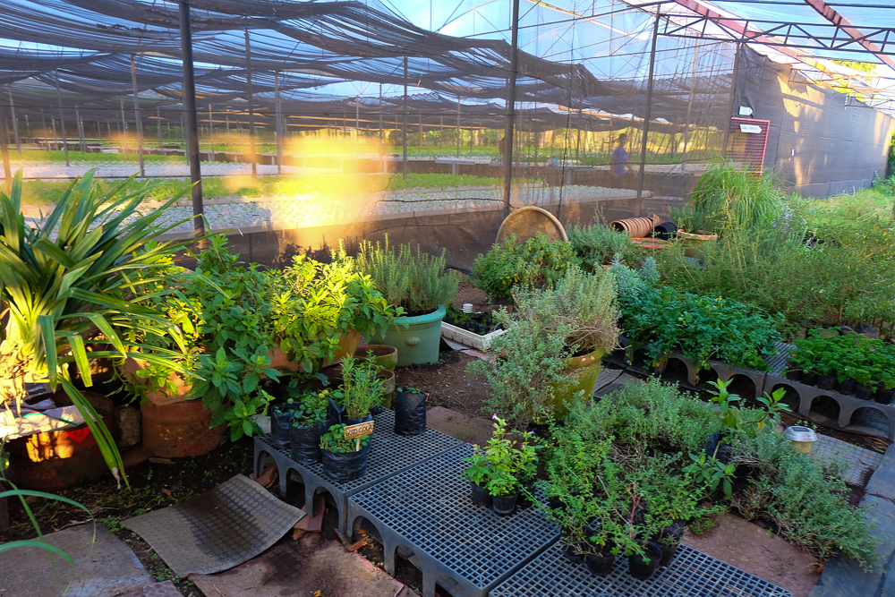 Yoki'sFarm_23