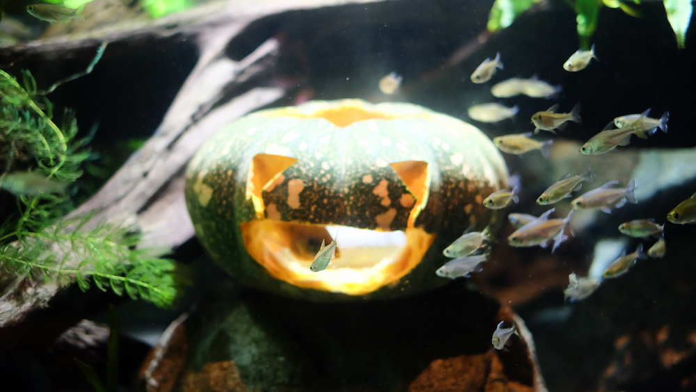 singapore_amusement_riversafari_jackiego_1