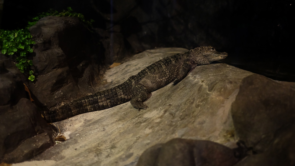 singapore_amusement_riversafari_jackiego_4